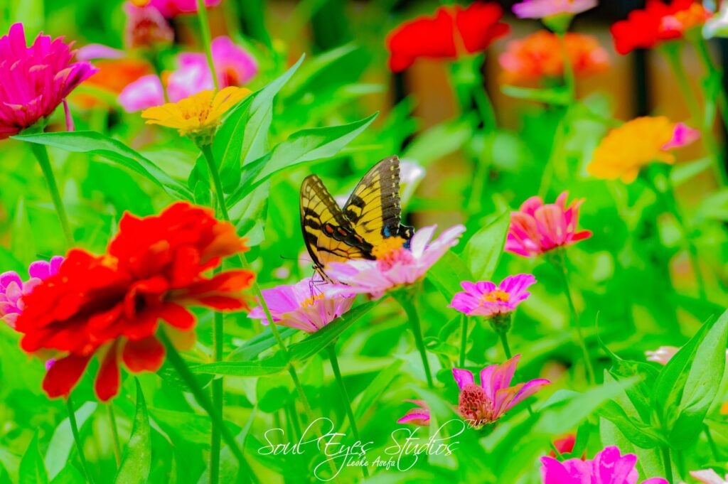 NATURE & ANIMALS